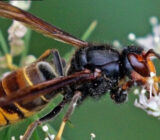 Everything you need to know about The Black Plum Wasp – Blog