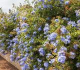 Everything you need to know about the plumbago, the perennial leaf climbing blog – blog