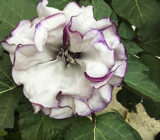 Fled Morada – Datura metel