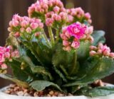 Flower of Luck – Kalanchoe Blossfedian