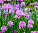 French froce (Allium Schoenoprasum) | Blog on Flores – Blog