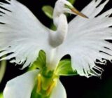 Garza Orchid – Radiata pecteilis