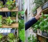 Grow vegetables in an original way in vertical gardens – blog