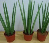 Guide on how to take care of the sword plant of Santa Barbara – Blog