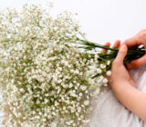 Gypsophila Paniculata Mosquito | Blog on Flores – Blog