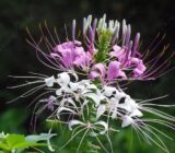 Hasslerian Cleome | Flores Online Blog – Blog