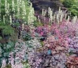 Heuchera (Heuchera SP) – is very popular in the landscape – Blog