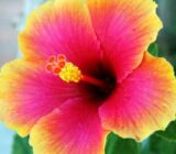 Hibiscus (Moscoutos Hibiscus) – Floys in Summer – Blog