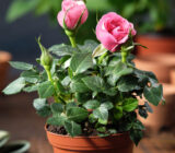 How do we take care of the roses during the summer? – Blog
