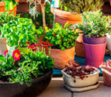 How to choose the right pot for your plants – Blog