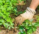 How to eliminate weeds from the garden? – Blog