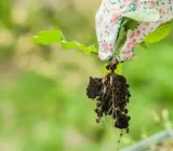 How to fertilize your plants – Blog
