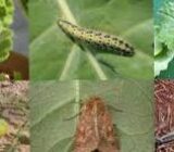 How to fight caterpillars in the garden and garden. – Blog