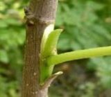 How to graft fruit trees | Agricultural Blog – Blog