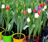 How to plant and take care of the tulips. – Blog