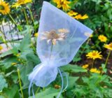 How to save the seeds for the subsequent plantation. – Blog