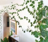 IVY – Treence Internal | How to take care of this plant – Blog