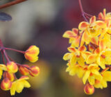 Japanese Berber – Berberis Thunbergii