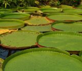 Lily de Agua – Victoria Amazonica