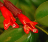 Lipstick Flower – Aeschynanthus Radical – Jesnaceae Family – Blog