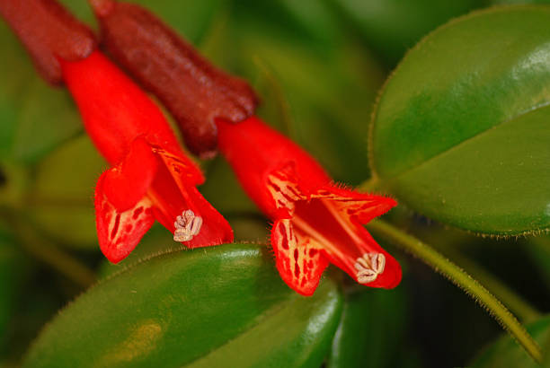 150+ Aeschynanthus Stock Photos, photos and free images - Istock