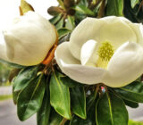 Magnolia Bianca – Magnolia Grandiflora