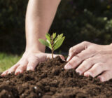 Maintenance works in horticultural crops. – Blog