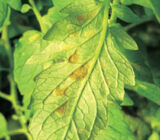 Mancha Marron de Tomas – Cladosporium Yellow (Fulvia Yellow) – Blog