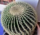 Mother -in -Law chair -grusonii echinocactus