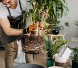 Myths and reality of the world of plants! – Blog
