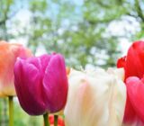 October works in your garden – Blog