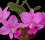 Orchid Cattleya Walkeriana – A Nature Show – Blog