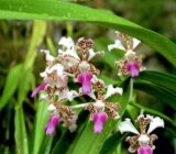 Orchid Vanda – Orchidaceae Family – Blog