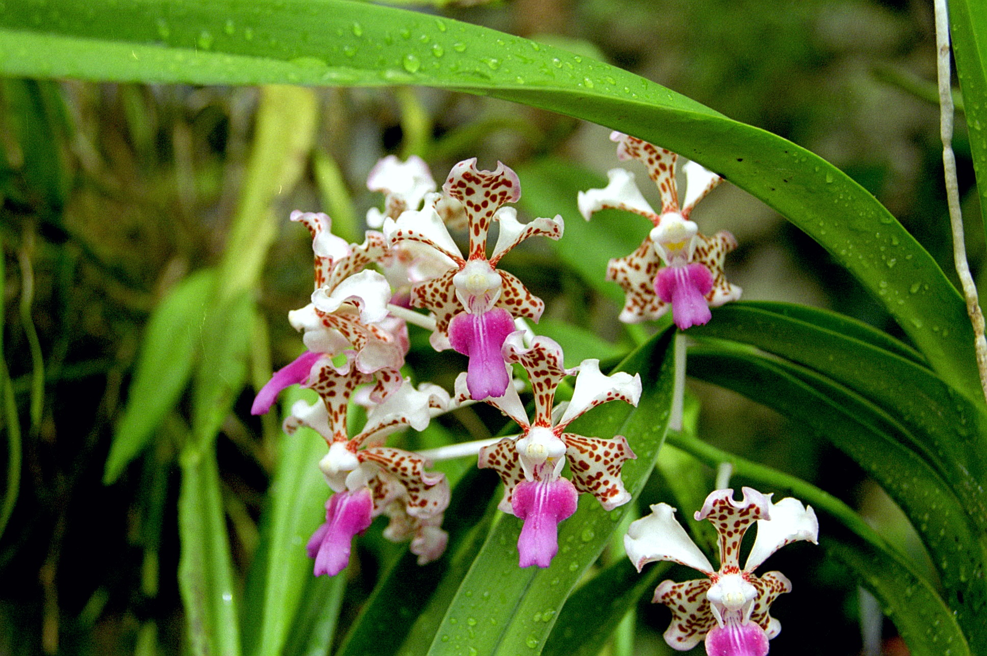 Tricolor Vanda - Wikipedia, free encyclopedia