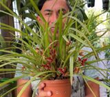 Orchid of Coconut – Mascelleria Tenuifolia (Orchid di Cocco) – Blog