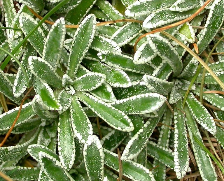 Perennial plant belonging to the Saxifragaceae family. – Blog
