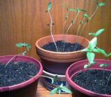 Phases and care after plantation – blog