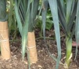 Plant and maintain leeks. – Blog