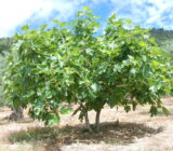 Plantation and Care – Blog