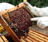 Prepare the bees for the winter