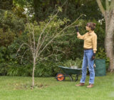 Pruning and interventions in the green of the fruit trees. – Blog