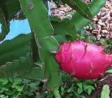 Queen of the night or lady of the night – Dragon Fruit – Blog