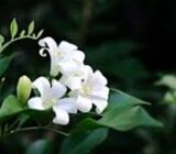 Short guide and care of cultivation. – Blog