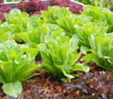Suggestions for species and cultivation. – Blog
