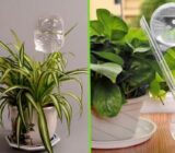 Take care of plants when you go on vacation – Blog