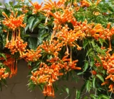 Take care of the San Juan flower – Venusta Pyrostegia – Blog