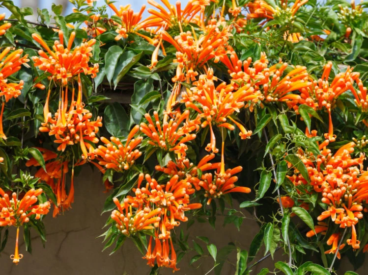 Flor de San Juan: this is the climbing plant that attracts the colibrì and the blooms in the middle of winter - magazine for you