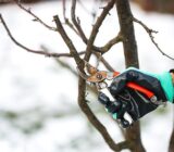 Take care of the trees and prepare them for the winter. – Blog
