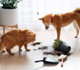 Take nature inside and protect your pets – blog