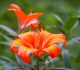 The lily, the fragrant essence of your garden. Plantation and Care – Blog